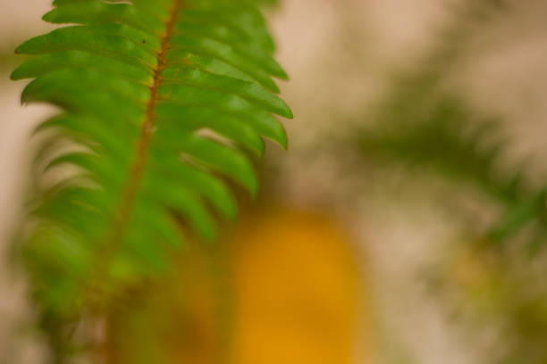 istock Fern vase decorating the house. 1195101402