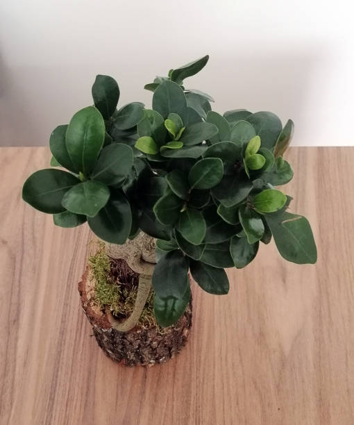 istock traditional chinese bonsai tree 1195101475