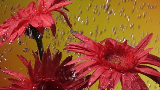 Super slow motion: Daisy flower in rain with yellow background