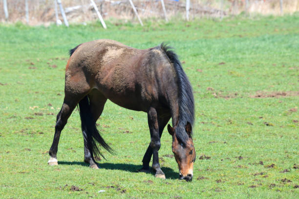 istock Horse grazing in a field 1195104008