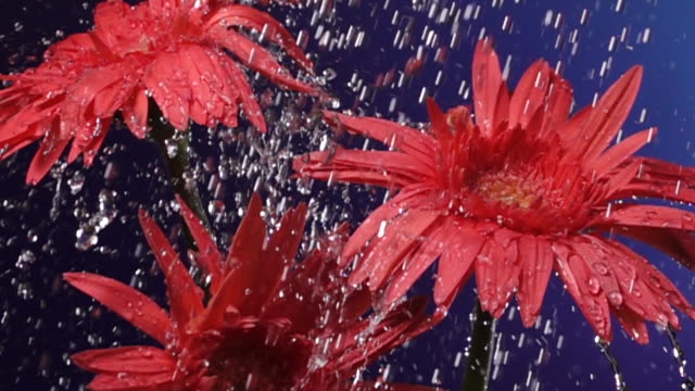 Super slow motion: Daisy flower in rain with blue background