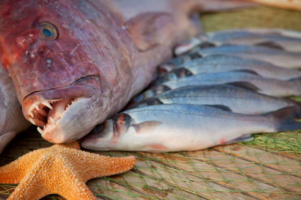 istock a large fresh appetizing fish lies on a wooden table next to smaller silvery fish. 1195105216