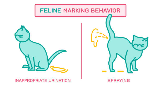 Cat Marking Behavior Feline marking behavior landscape poster. Natural problems of domestic animal or pet. Veterinary concept. Cartoon character.Colorful vector illustration in a simple stule isolated on white background squat toilet stock illustrations