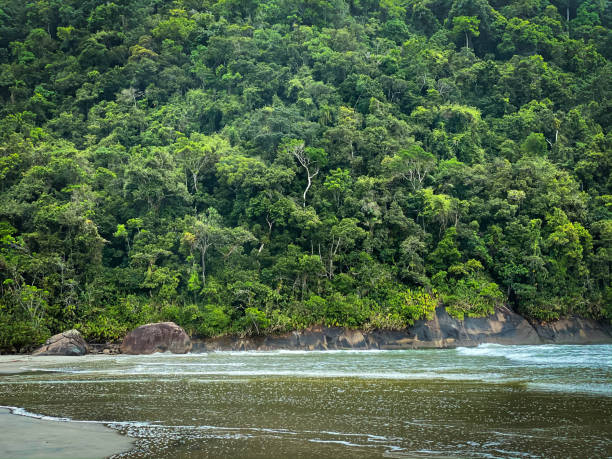 mountain and sea. mata atlântica jungle in preserved area on the north coast of são paulo state. - são imagens e fotografias de stock