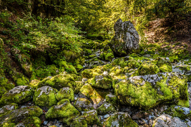 istock Stones Covered By Moss - Prokletije, Montenegro 1195108886