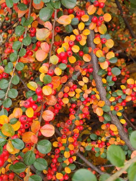 Red yellow cotoneaster at autumn. Bright, vivid colors plant at autumn. Leaves and berries. Cotoneaster atropurpureus. cotoneaster horizontalis stock pictures, royalty-free photos & images