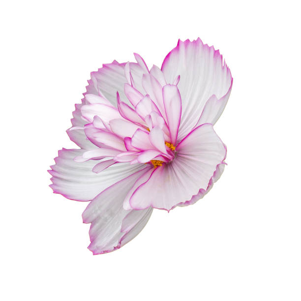 Cosmos terry white flower with a pink edge, closeup isolated on white. Large bright cosmos flower multilayer petals, side view isolate