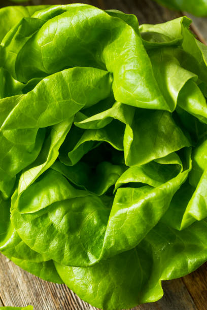 istock Raw Green Organic Butter Lettuce 1195110177