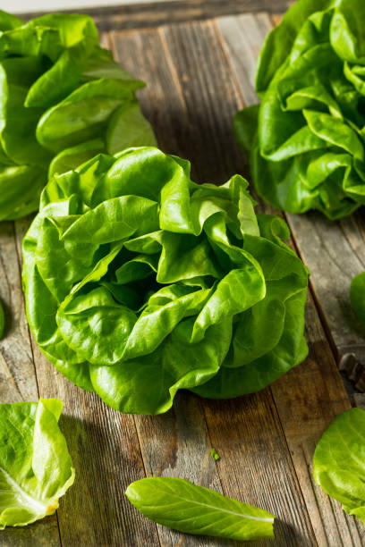 istock Raw Green Organic Butter Lettuce 1195110929