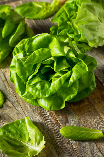 istock Raw Green Organic Butter Lettuce 1195110961