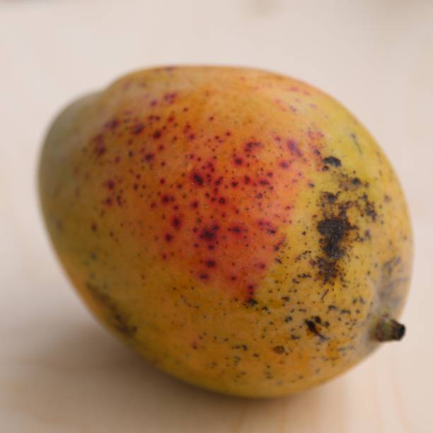 istock Mango fruit whole fruit pink and yellow in color in peel on the table 1195112224