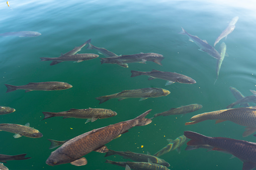 Fish in Lake Mead water