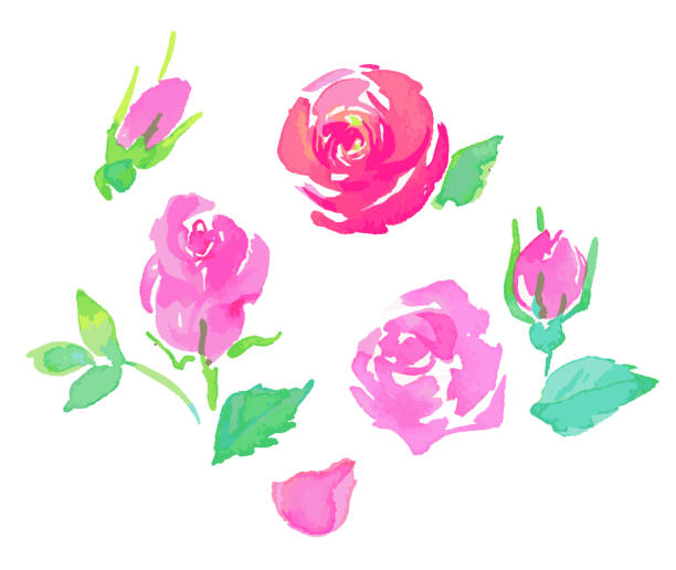kwiaty róży i pąki malowane akwarelą - berry fruit pink vibrant color leaf stock illustrations
