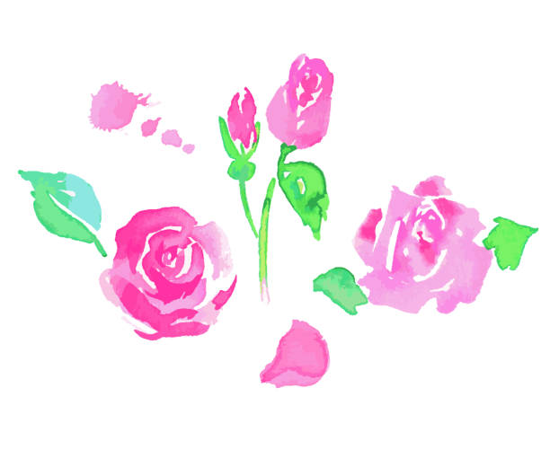 ilustrações, clipart, desenhos animados e ícones de flores e botões cor-de-rosa pintados na aquarela - efflorescent