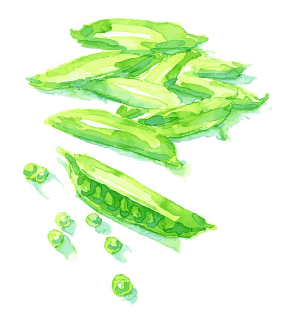 新鮮なグリーンピースをいくつか - pod sugar snap pea white background food点のイラスト素材／クリップアート素材／マンガ素材／アイコン素材