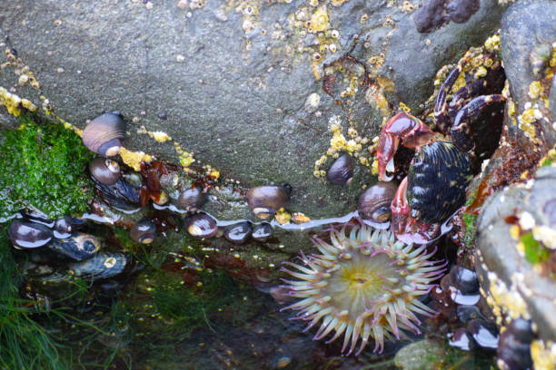 Free picture: tidepool, critters