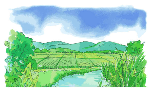 lanskap dengan pegunungan dan ladang - paddy ilustrasi stok