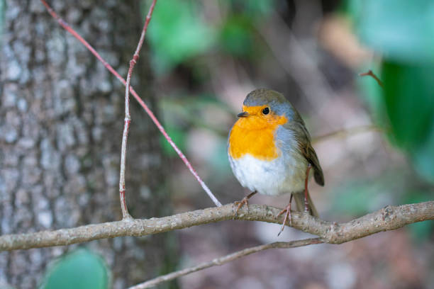 Redbreast ruddock bird in birch tree