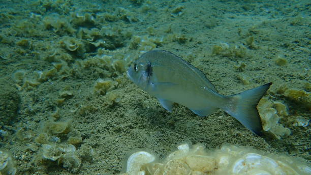 istock Gilt-head sea bream, Gilthead seabream (Sparus aurata) 1195113714
