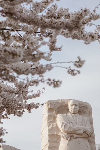 Washington, DC/USA - March 30, 2019: Martin Luther King, Jr. Memorial by Chinese sculptor Lei Yixin on the National Mall in Washington, DC during the annual Cherry Blossom Festival. It is managed by the National Park Service.