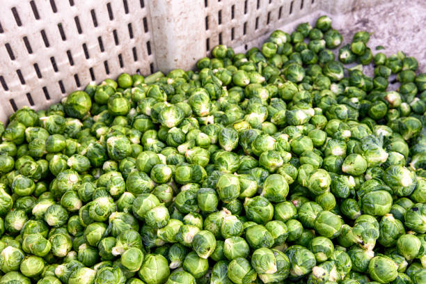 Close up of vegetables