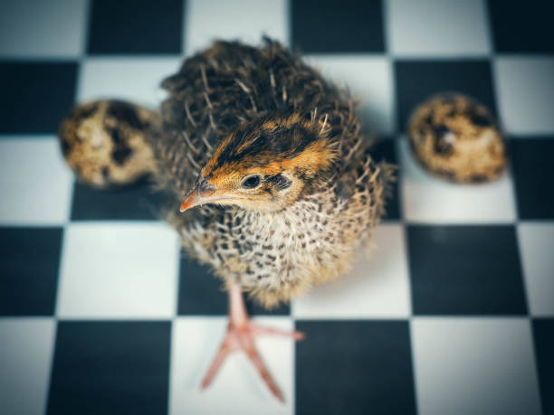 Quail and quail eggs on a chessboard