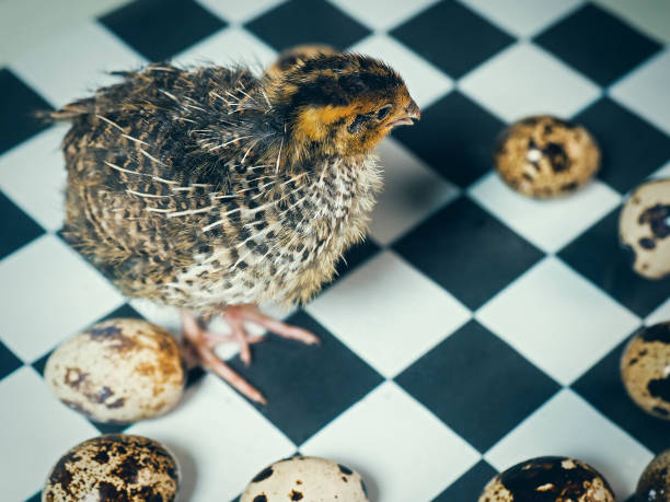 Quail and quail eggs on a chessboard