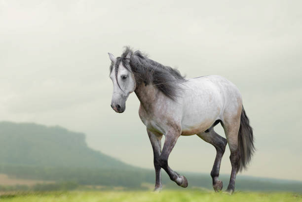 istock Beautiful lusitano horse waling on freedom 1195117593