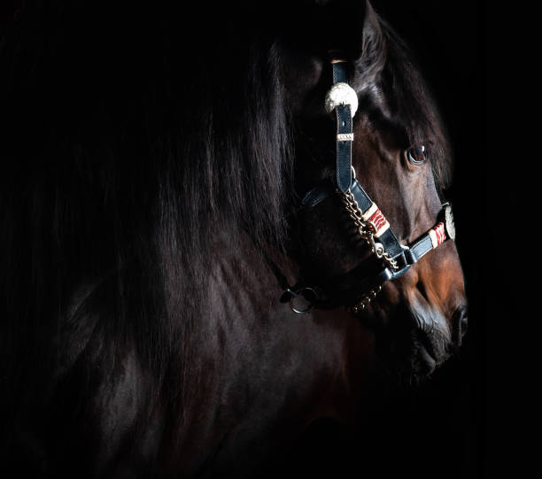 istock Bay horse on a black background. Studio indoors shot 1195117597