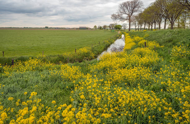 Yellow flowering rapeseed growing among the fresh green grass on the slope of a dike next to a ditch in a Dutch polder landscape. It is a cloudy day at the start of the spring season.