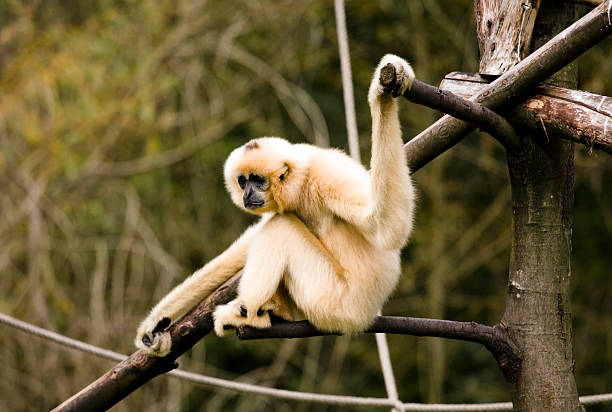 istock White-Cheeked Gibbon 119511872