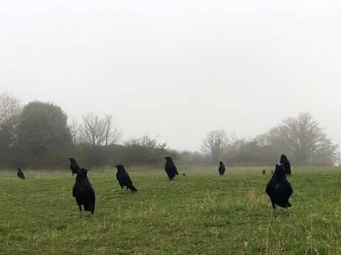 Group of black crows gathering on the green grass of a misty autumn landscape