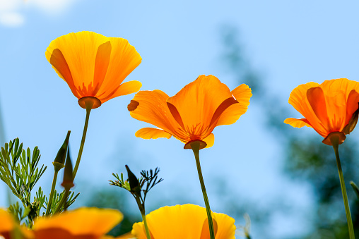 Frog perspective view of beautiful orange coloured California poppies against a blue sky