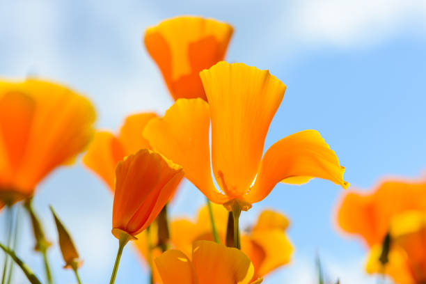 istock California poppies against bright blue sky 1195119582