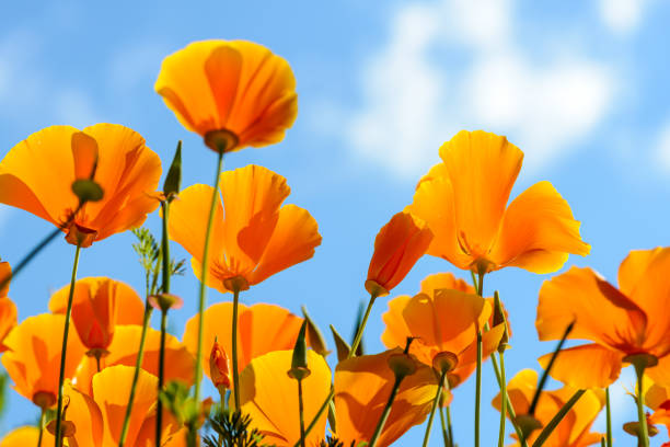 istock California poppies against bright blue sky 1195119583