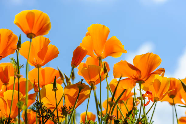 istock California poppies against bright blue sky 1195119587