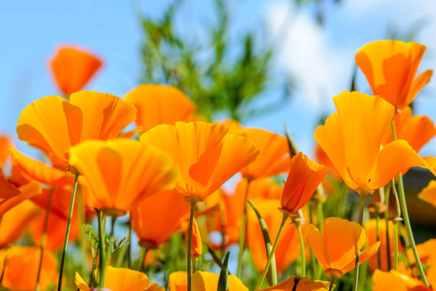 istock California poppies against bright blue sky 1195119588