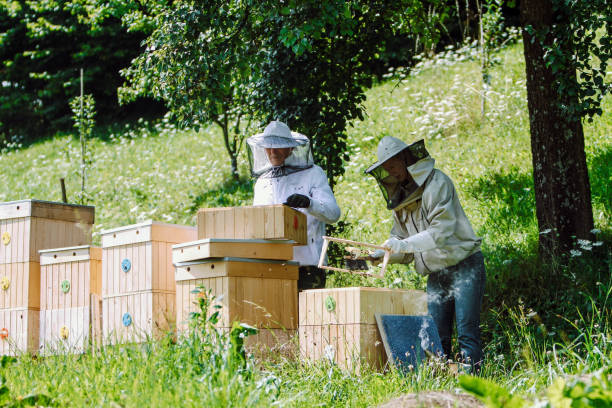 istock Female and male beekeepers are checking beehives 1195120052
