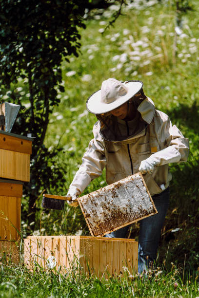 istock Beekeeper is holding a frame with bees and honey 1195120183