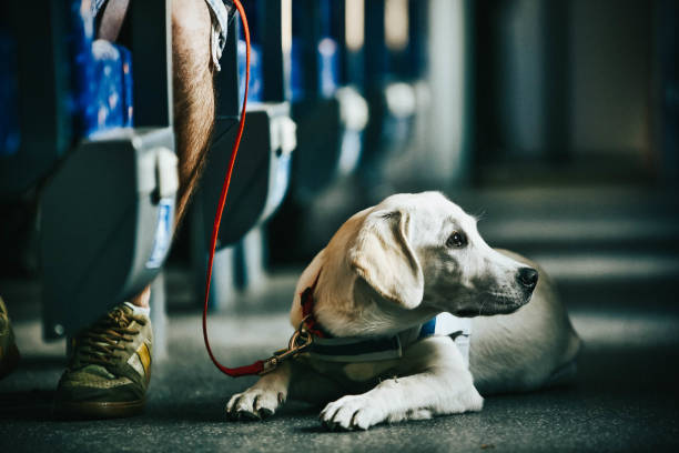 dog on a leash relaxing on the floor of a train - dog black labrador retriever animal nose imagens e fotografias de stock