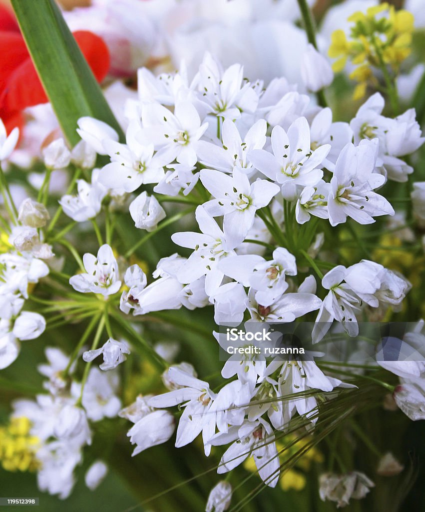 Flores blancas - Foto de stock de Amarillo - Color libre de derechos