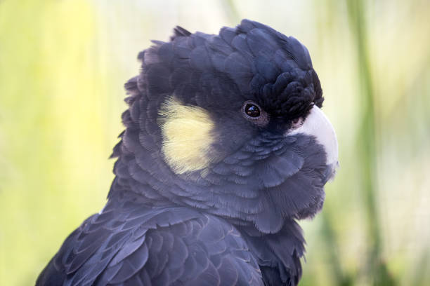 istock Yellow-tailed Black Cockatoo 1195124386