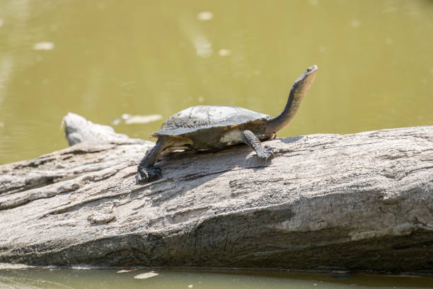 istock Eastrn Long-necked Turtle 1195124388