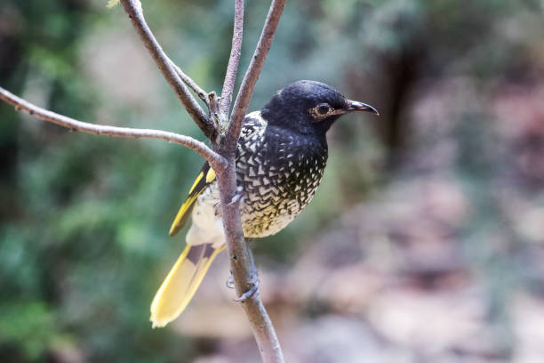 리젠트 허니이터 - honeyeater 뉴스 사진 이미지