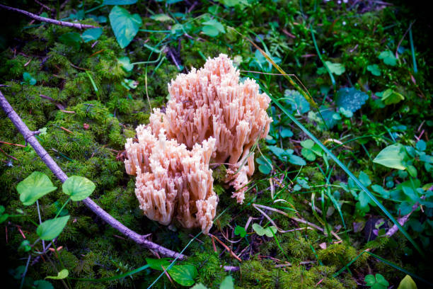 istock Forest mushroom on a blurred natural background close-up. 1195129379