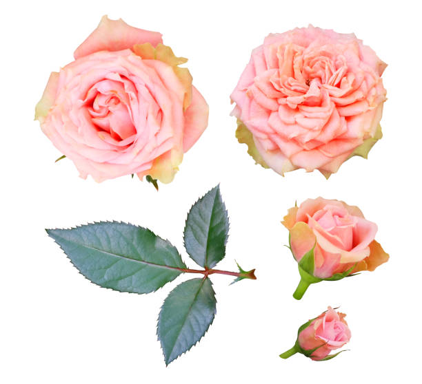 istock Set of delicate tea roses 1195130613