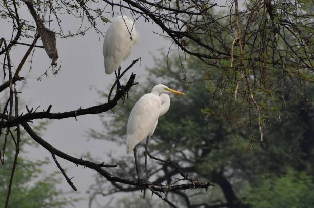 rinderreihervogel - egret water bird wildlife nature stock-fotos und bilder