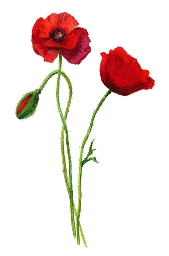 Watercolor red poppies bouquet. Hand painted floral illustration. Beautiful bright flowers