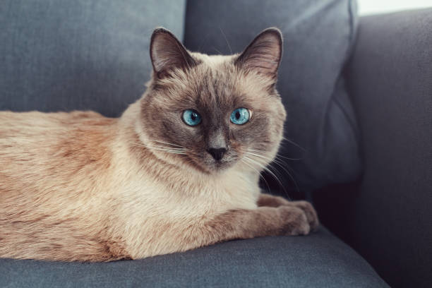 beau chat aux yeux bleus de colorpoint se trouvant sur le sofa de divan regardant dans l'appareil-photo. animaux domestiques poilus moelleux avec les yeux bleus se relaxant à l'intérieur à la maison. animal à fourrure adorable aux yeux croisés - cross eyed photos photos et images de collection