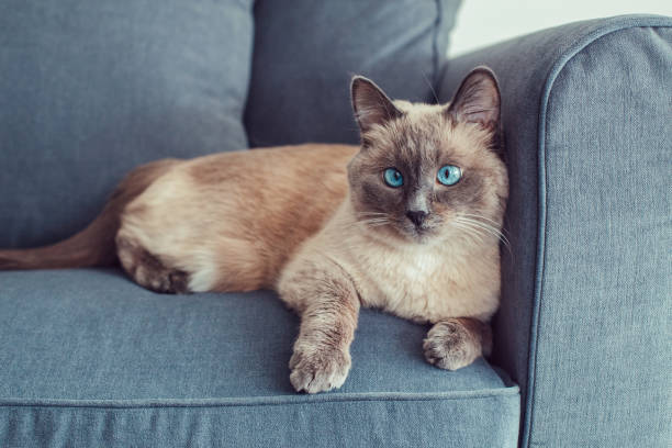 beau chat aux yeux bleus de colorpoint se trouvant sur le sofa de divan regardant dans l'appareil-photo. animaux domestiques poilus moelleux avec les yeux bleus se relaxant à l'intérieur à la maison. animal à fourrure adorable aux yeux croisés - cross eyed photos photos et images de collection